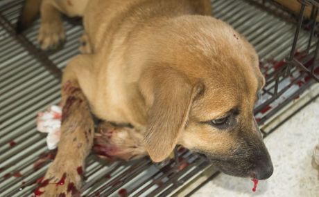 Pas krvarenje iz nosa