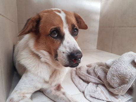 Pas krvarenje iz nosa