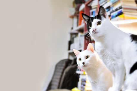 Mačke i sporazumevanje