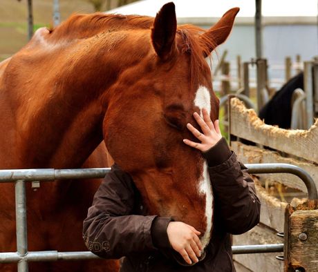 Životinje terapeuti