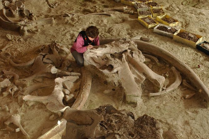 Slonovi sa ravnim kljovama