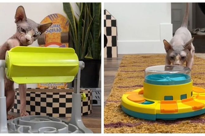 Mačak Maršal kao Ajnštajn