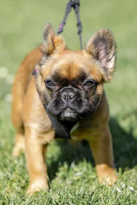 Dugodlaki francuski buldog