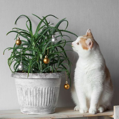 Kućni ljubimci i toksične praznične biljke