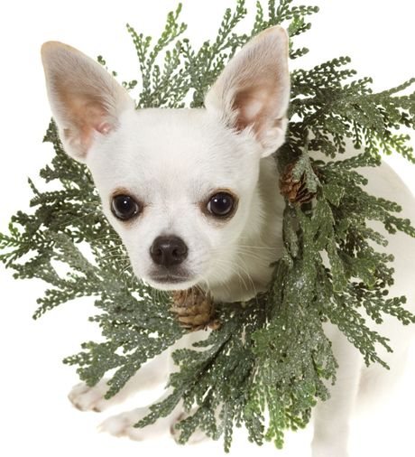 Kućni ljubimci i toksične praznične biljke