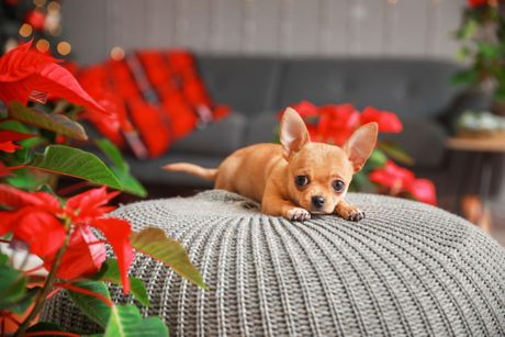 Kućni ljubimci i toksične praznične biljke