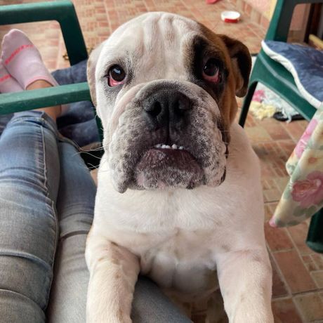 Dr vet. med. Dunja Kovač