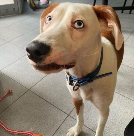 Dr vet.med. Dunja Kovač Pet Institute