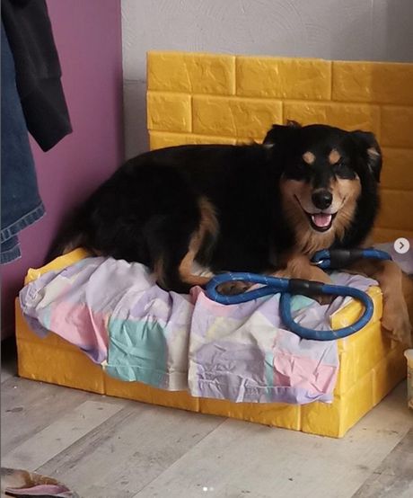 Dr vet. med. Dunja Kovač