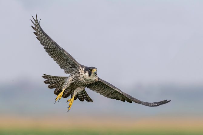 Soko ptica sokolovi sokoli