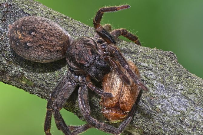 Smeđi pauk skitnica