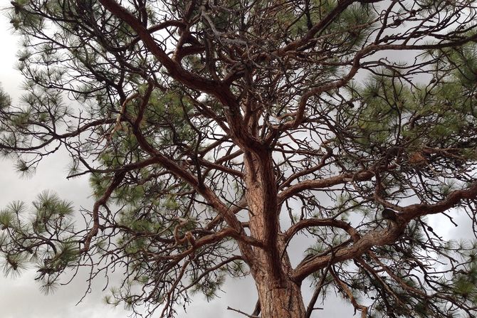 žuti bor, ponderosa