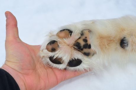 Pseće šape na snegu