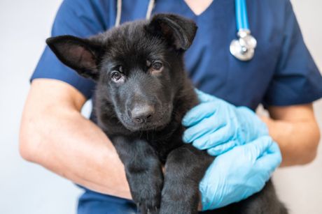 Kako mirišu bolesti kod pasa