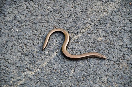 Životinje i partenogeneza