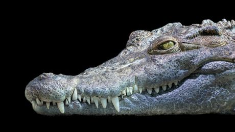 Životinje i partenogeneza