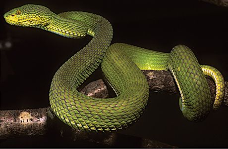 Iravadijska jamičarka