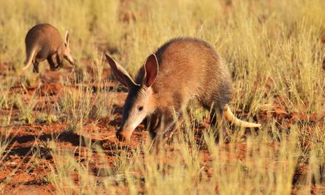 Aadvark afrički mravojed