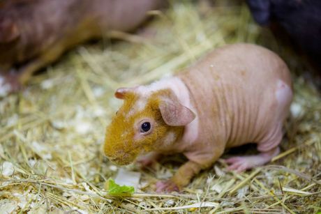 Zamorac gubitak dlake