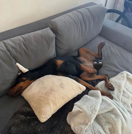 Doberman nije za prodaju