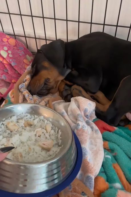 Doberman nije za prodaju