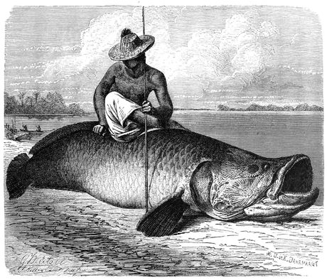 Arapaima Gigas