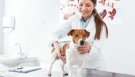 Evo zašto BIGL i ČIVAVA retko idu kod veterinara: Na listi "štedljivih" još tri rase, mišljenja podeljena