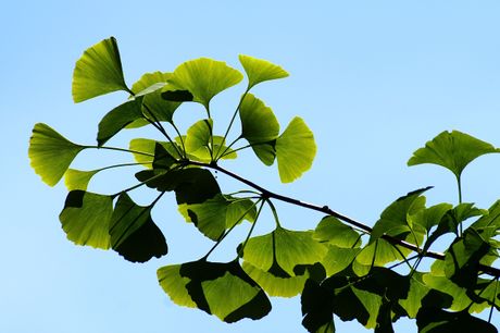 ginko