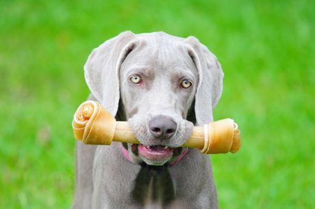 Psi i poslastice za izbegavanje