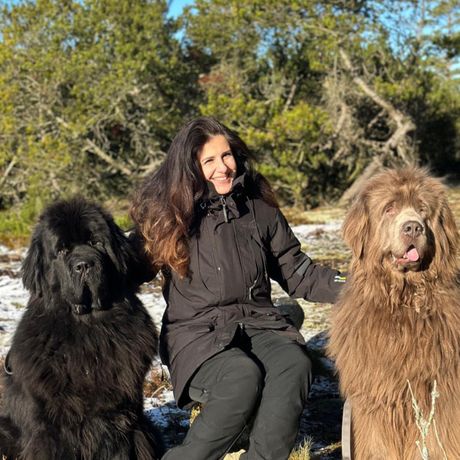 Sanela Becovic, Leo i Tedi Njufaundlend psi