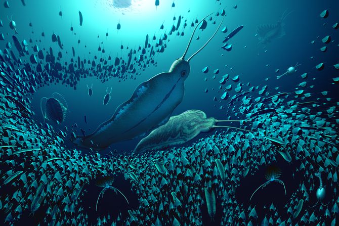 Džinovski crv Timorebestia