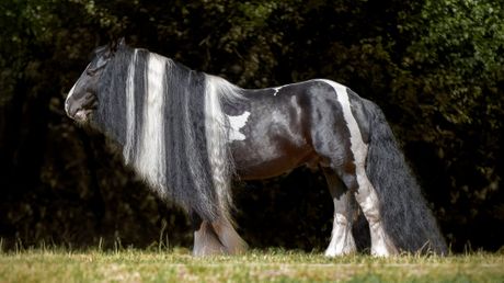 Konji najduže grive i repovi