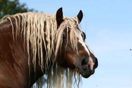 Konji najduže grive i repovi