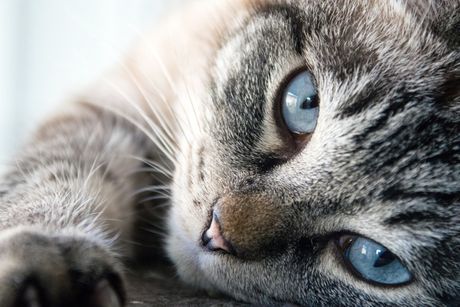 Pet najčešćih mačijih bolesti