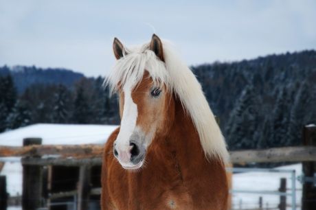 Haflinger konj