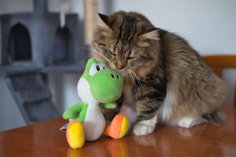 Mačka sa invaliditetom