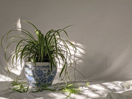 Paukova biljka, Spider plant