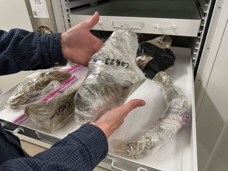 Rudnik Severna Dakota pronađena kljova mamuta stara bar 10.000 godina