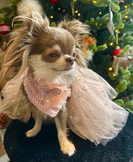 Willow. Leone Galler