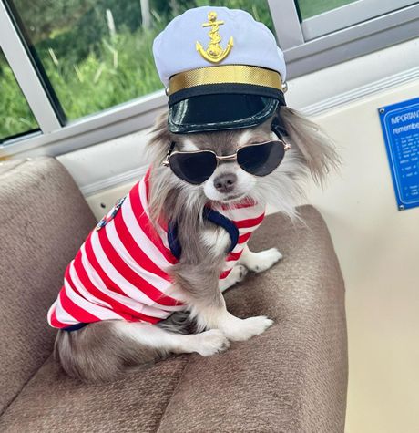 Willow. Leone Galler