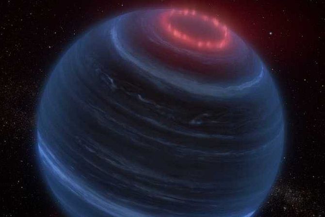 aurore, smeđi patuljak