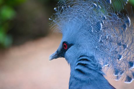 Viktorijin krunasti golub