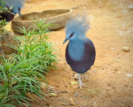 Viktorijin krunasti golub