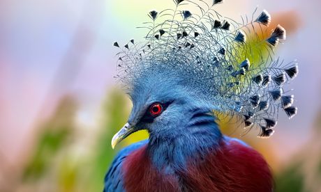 Viktorijin krunasti golub