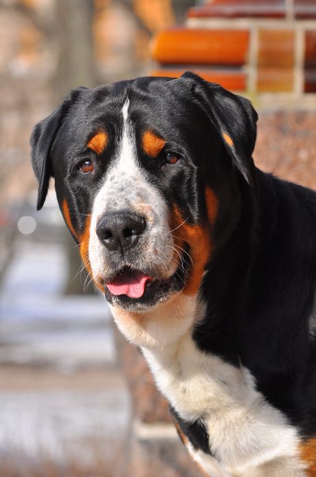 Rase čije lečenje najviše košta