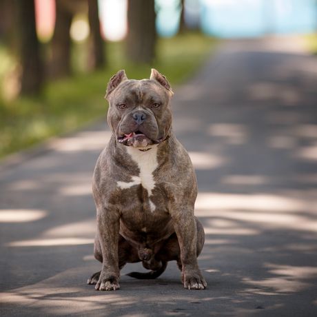 Rase pasa čije lečenje najviše košta