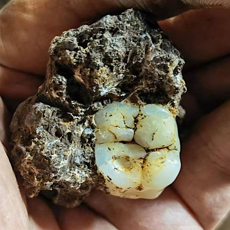 Gigantopithecus blacki