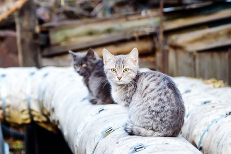 Napuštene mačke na snegu