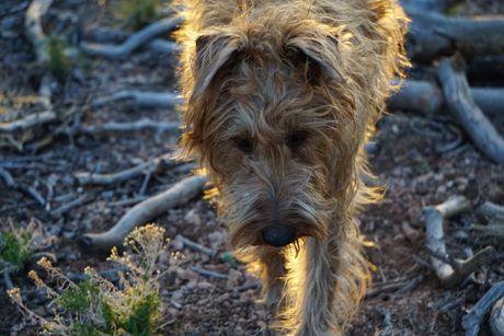 Pas njuhom pronalazi dragocenosti