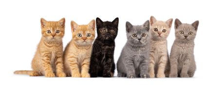 Crna britanska kratkodlaka mačka